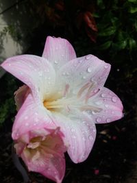 Close-up of water drops on pink flower