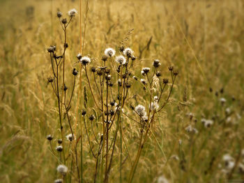 View of dry plant in field
