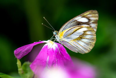 Close-up of butterfly on purple flower