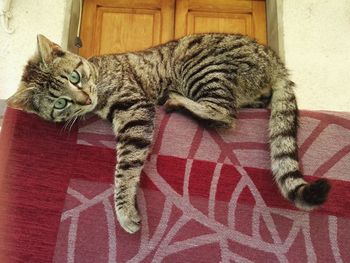 Close-up of cat lying on carpet