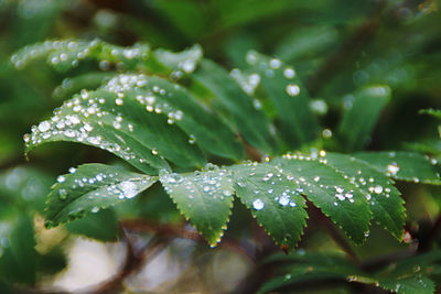 Close-up of wet plant leaves during rainy season