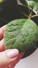 Close-up of hand holding leaf