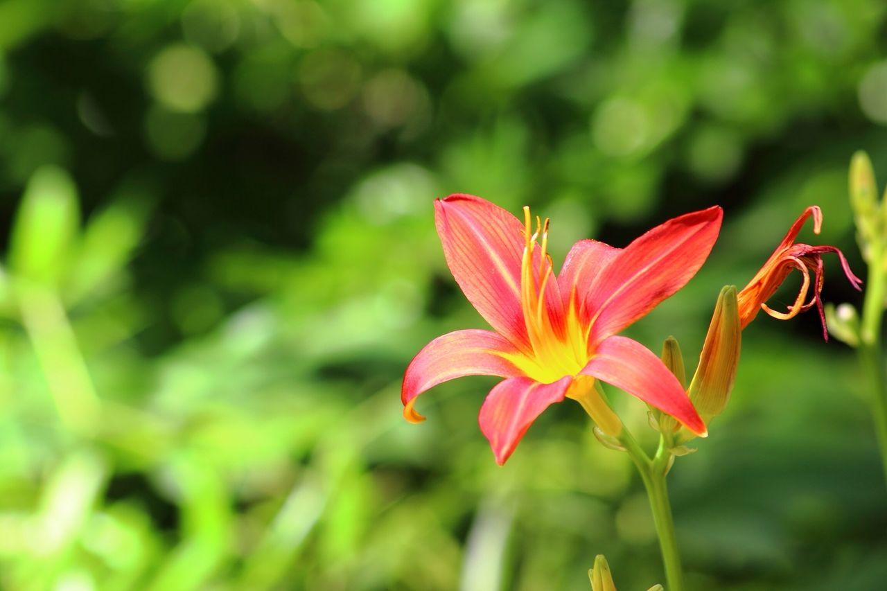 flower, petal, freshness, flower head, fragility, growth, focus on foreground, beauty in nature, pink color, close-up, blooming, nature, single flower, plant, red, stem, in bloom, stamen, selective focus, blossom