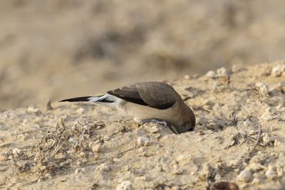 Close-up of bird on sand