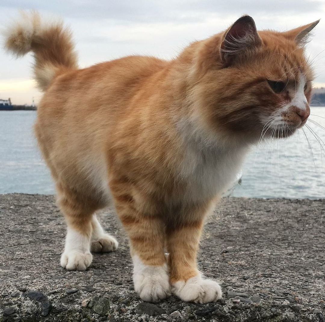 animal themes, one animal, mammal, pets, domestic animals, domestic cat, cat, feline, whisker, looking away, street, outdoors, sitting, day, side view, close-up, brown, no people, focus on foreground, full length