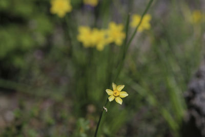 Close-up of yellow flowering plant