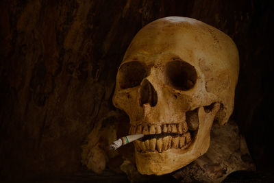 Close-up of human skull with cigarette