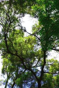 Low angle view of trees