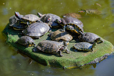 High angle view of  turtles in lake