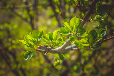 Close-up of green leaves on tree