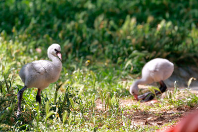 Close-up of ducks on grassy field