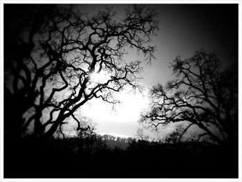 bare tree