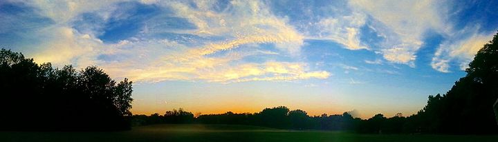 Silhouette of trees at sunset