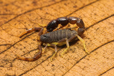 Close-up of insect on wood