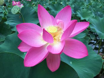 Close-up of lotus water lily in pond