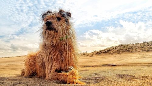 Portrait of dog on sand