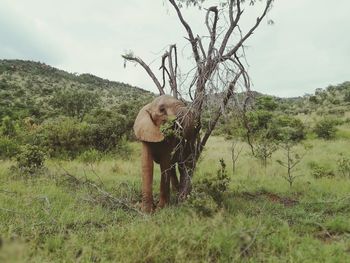 Dog standing on field against sky