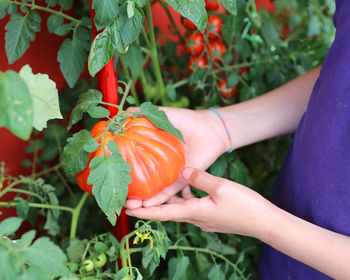 Midsection of person holding orange flowering plant