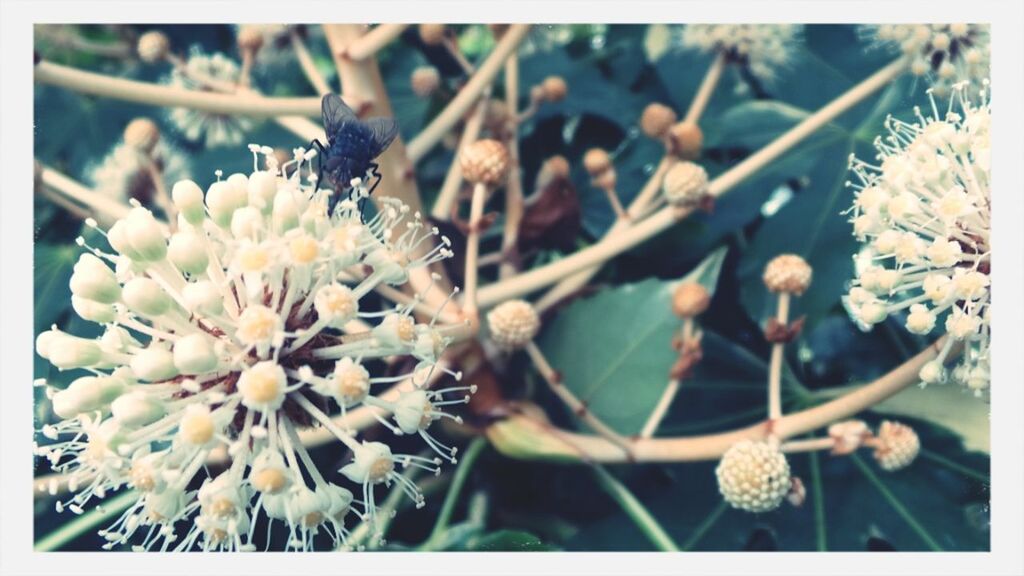 flower, transfer print, fragility, freshness, growth, focus on foreground, auto post production filter, close-up, beauty in nature, nature, flower head, petal, white color, blooming, plant, pollen, stem, day, outdoors, branch