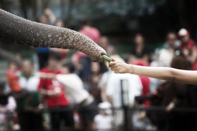 Cropped hand of woman feeding elephant