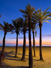 Palm trees at beach against sky