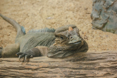 Close-up of lizard on rock