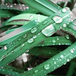 Close-up of raindrops on leaf