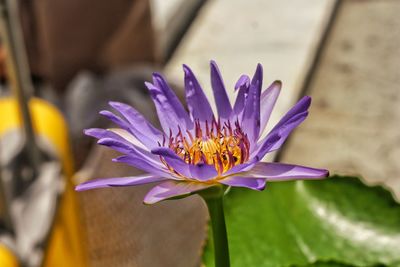 Close-up of purple flowering plant