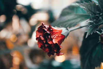 Close-up of red rose on plant