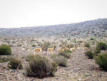 Scenic view of landscape