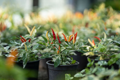 Growing hot peppers in black pots for further sale at farmer's market or cooking natural food