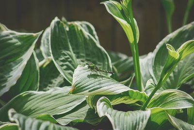 Close-up of green plant