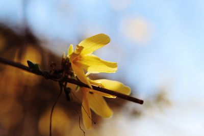 Close-up of yellow flowering plant