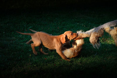 High angle view of puppies pulling toy on grass