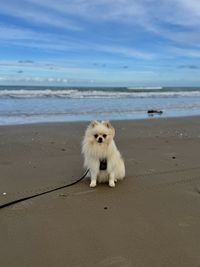 animal