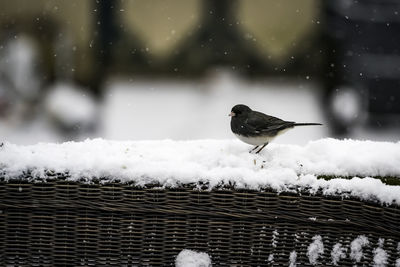 Bird perching on snow covered
