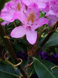 Close-up of flowers blooming outdoors