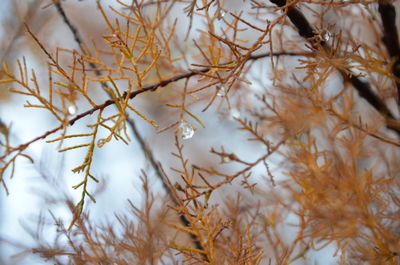 Full frame shot of tree