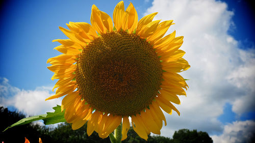 Close-up of fresh sunflower blooming against sky