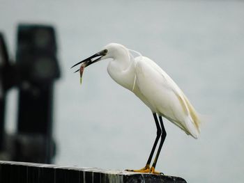 Bird perching on a wall