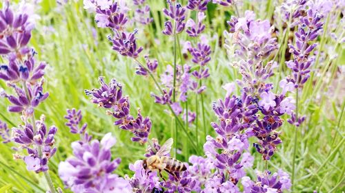 Close-up of purple flowering plants on field with a bees
