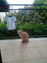 Cat sitting on tiled floor against trees