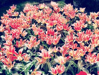 Full frame shot of red flowers