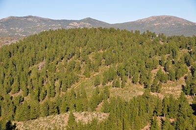 Scenic view of pine trees in forest against sky