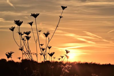 Silhouette plants on field against sky during sunset