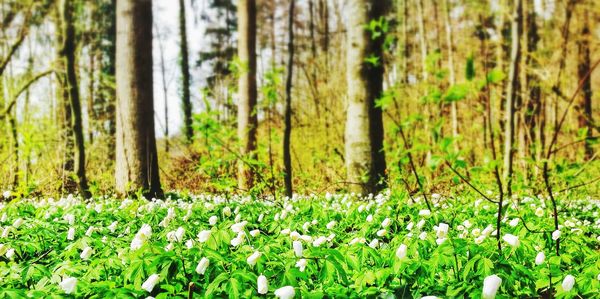 Close-up of plants growing in forest