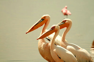 Close-up of pelican perching on riverbank