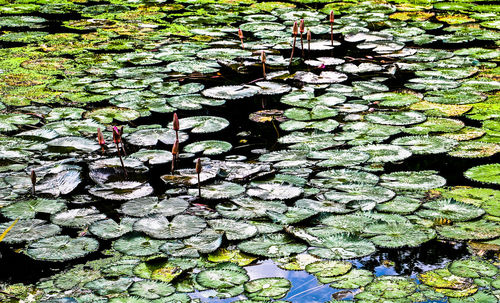 Close-up of lotus water lily in pond