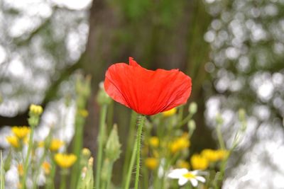 Close-up of flower against blurred background