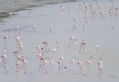 Flock of birds in lake